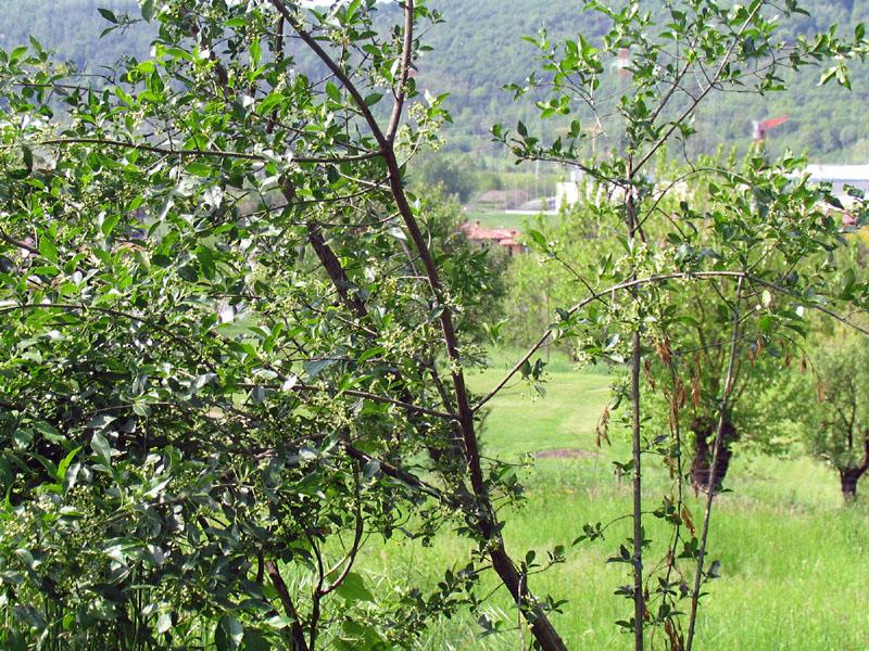 Euonymus europaeus L./ Fusaggine con processionaria